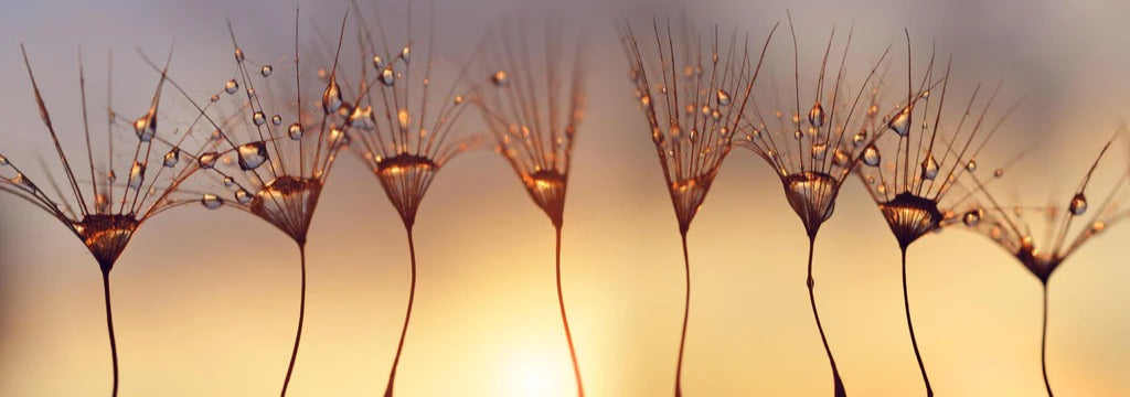 Küchenrückwand - Wassertropfen auf Löwenzahnsamen