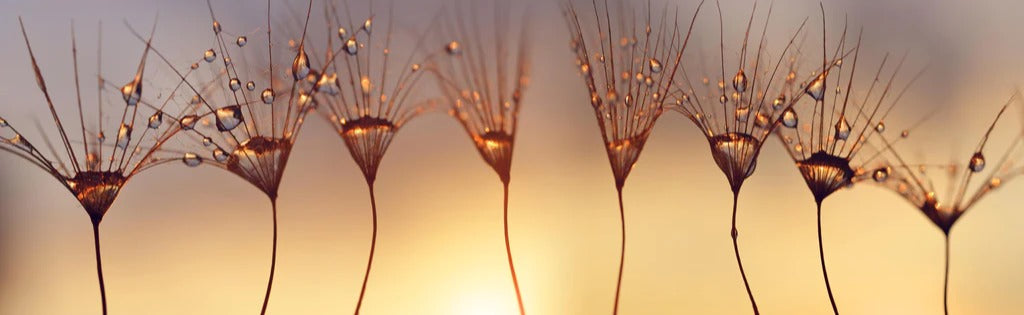 Küchenrückwand - Wassertropfen auf Löwenzahnsamen