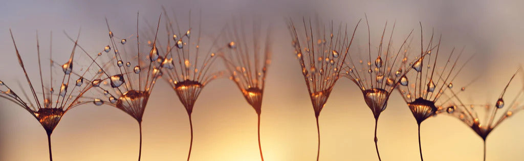 Küchenrückwand - Wassertropfen auf Löwenzahnsamen