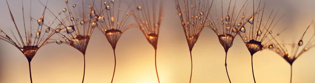 Küchenrückwand - Wassertropfen auf Löwenzahnsamen