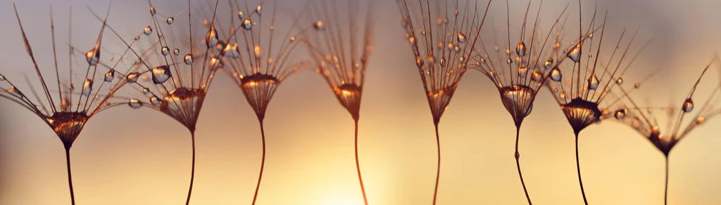 Küchenrückwand - Wassertropfen auf Löwenzahnsamen