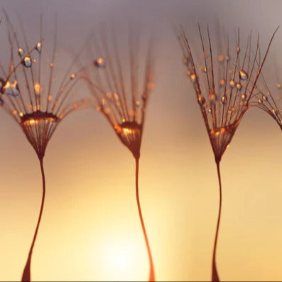 Küchenrückwand - Wassertropfen auf Löwenzahnsamen