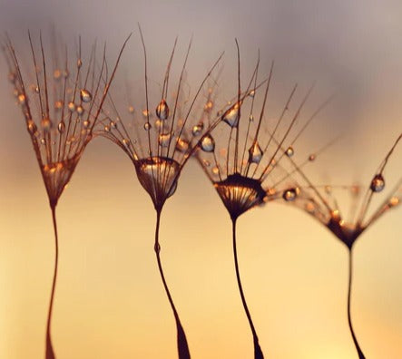 Küchenrückwand - Wassertropfen auf Löwenzahnsamen