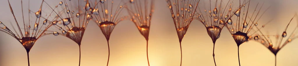 Küchenrückwand - Wassertropfen auf Löwenzahnsamen