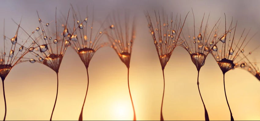Küchenrückwand - Wassertropfen auf Löwenzahnsamen