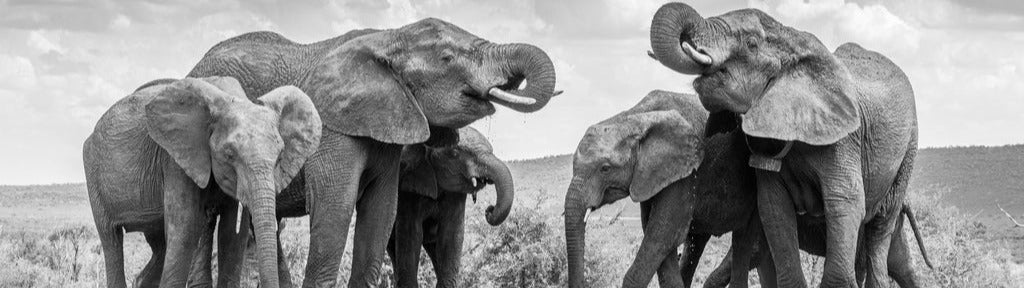 Küchenrückwand - Elefanten an der Wasserstelle