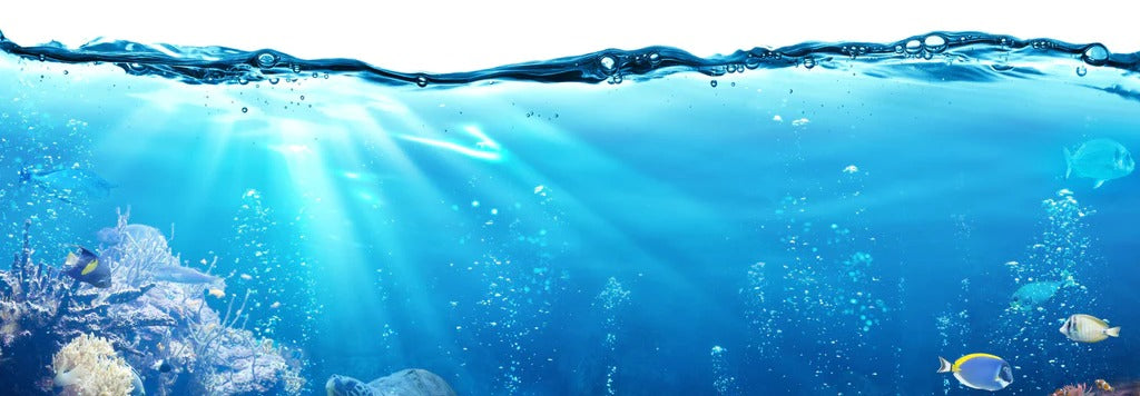 Küchenrückwand - Ozeantiere - Unterwasser