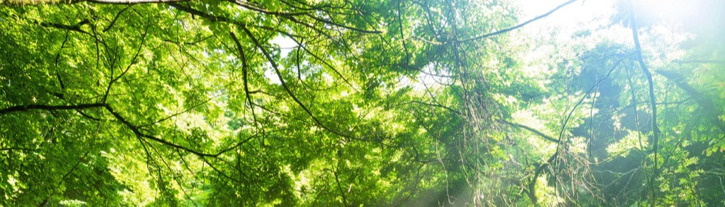 Küchenrückwand - Shangrenzawa