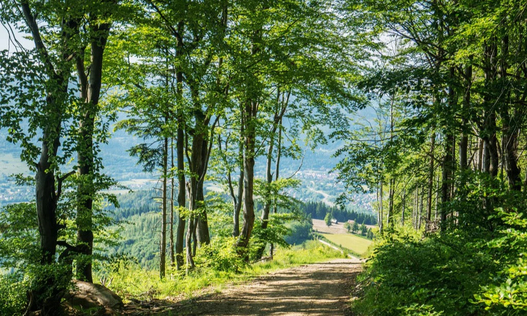 Küchenrückwand - Waldweg Beskiden Polen