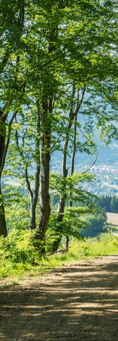 Küchenrückwand - Waldweg Beskiden Polen