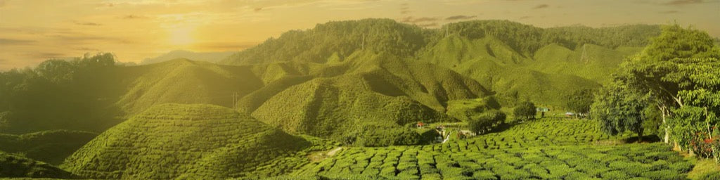 Küchenrückwand - Teeplantage in Malaysia