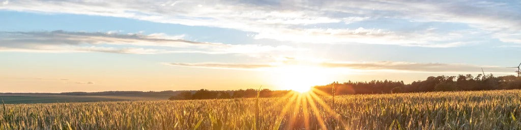 Küchenrückwand - Sonnenuntergang über einem Kornfeld