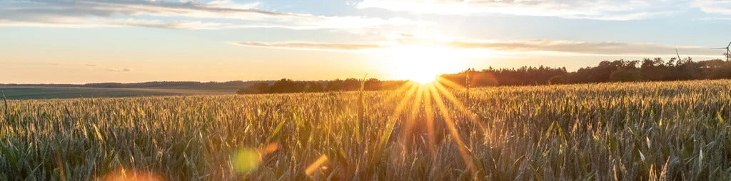 Küchenrückwand - Sonnenuntergang über einem Kornfeld