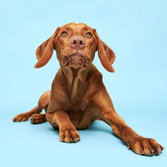 Küchenrückwand - Ungarischer Vizsla-Welpe Portrait