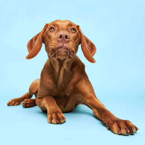 Küchenrückwand - Ungarischer Vizsla-Welpe Portrait