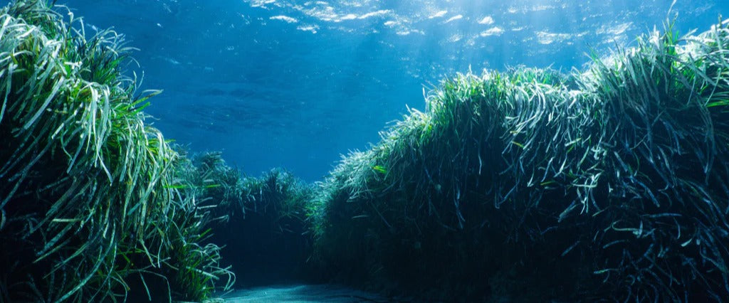 Küchenrückwand - Mesmerizing Unterwasser