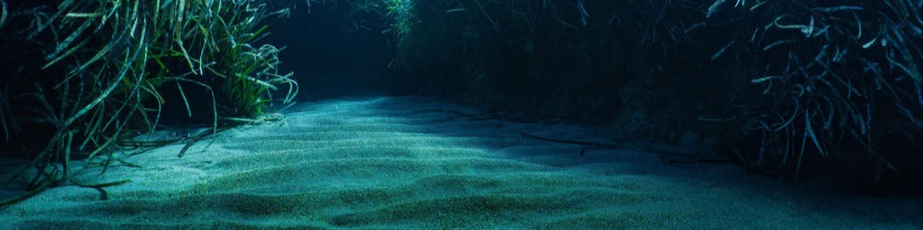 Küchenrückwand - Mesmerizing Unterwasser