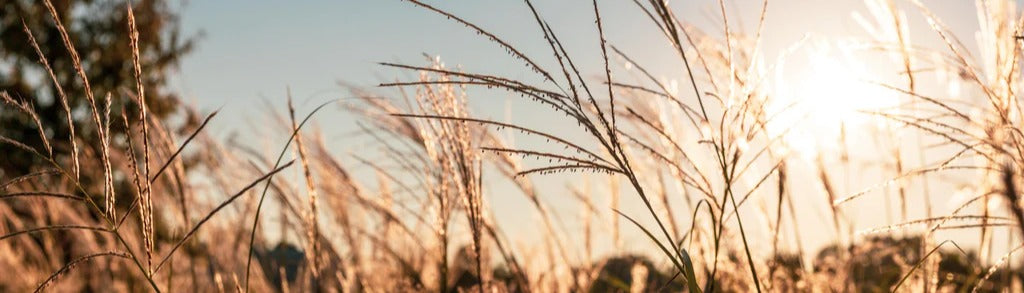 Küchenrückwand - Weizenfeld in der Sonne