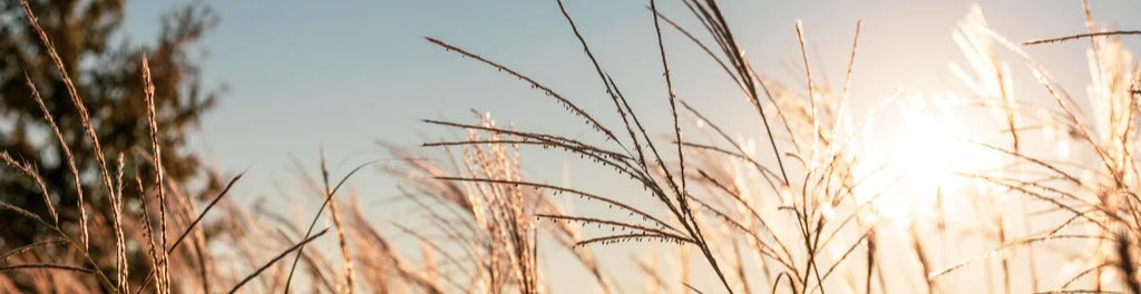 Küchenrückwand - Weizenfeld in der Sonne