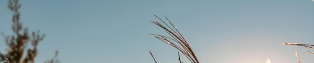 Küchenrückwand - Weizenfeld in der Sonne