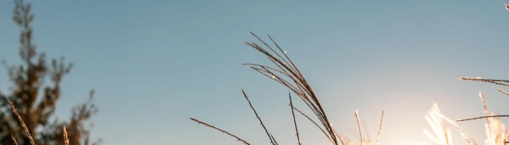 Küchenrückwand - Weizenfeld in der Sonne