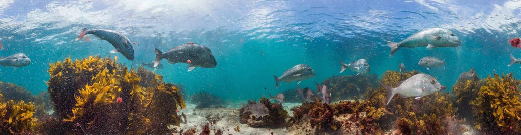 Küchenrückwand - Seetang und Fisch in Neuseeland