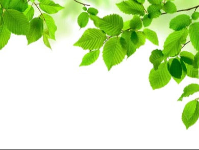 Spritzschutz - Grüne Blätter