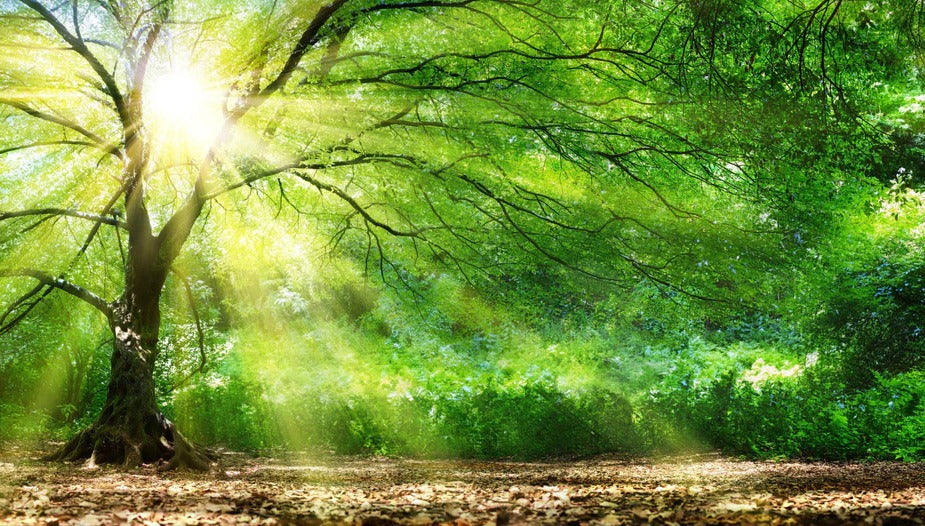 Spritzschutz - Energiegeladener Wald