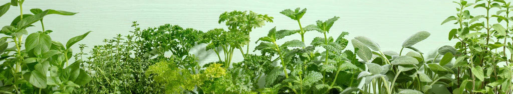 Spritzschutz - Frische Kräuter