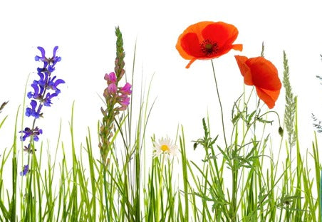 Spritzschutz - Blumenwiese