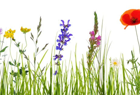 Spritzschutz - Blumenwiese