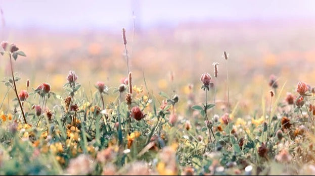 Spritzschutz - Schöne Wiese