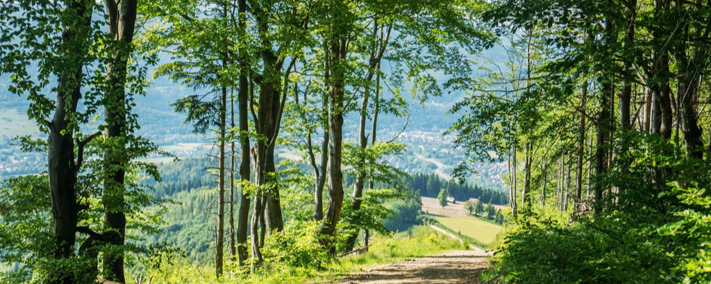 Spritzschutz - Waldweg Beskiden Polen