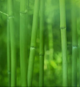 Spritzschutz - Bambuswald