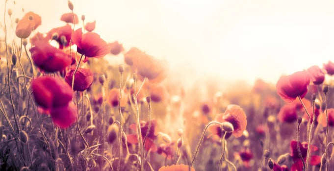 Spritzschutz - Rote Mohnblumen in der Sonne