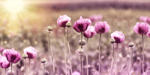 Spritzschutz - Lila Mohnblume