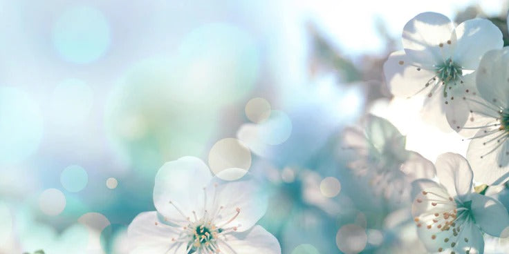 Spritzschutz - Kirchbaum Frühlings-Blüten