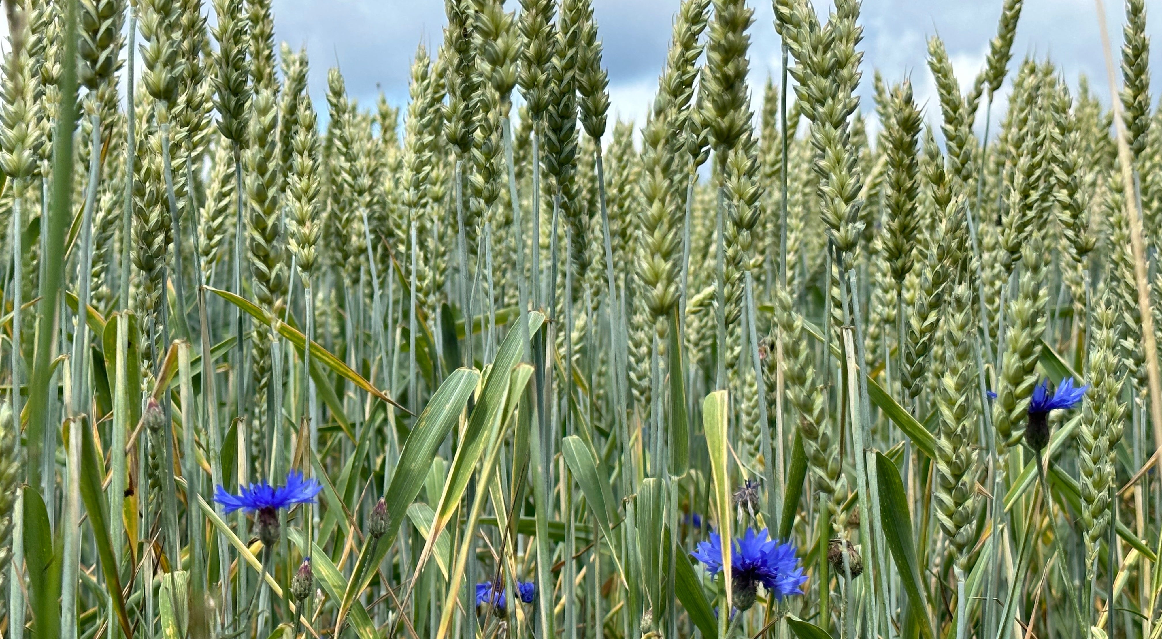 Küchenrückwand - Eigenes Wunsch-Motiv