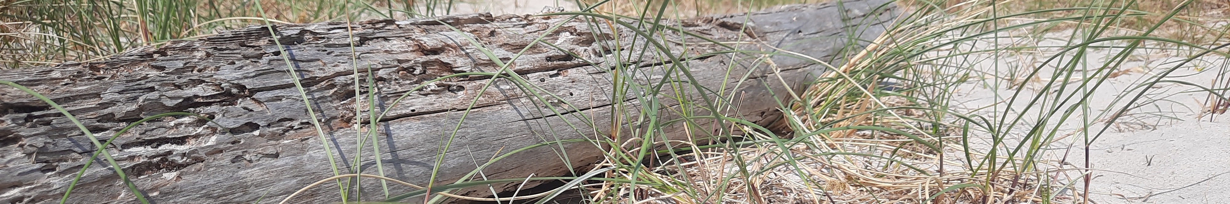 Küchenrückwand - Eigenes Wunsch-Motiv