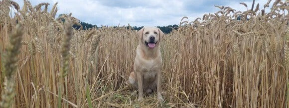 Küchenrückwand - Eigenes Wunsch-Motiv