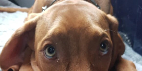 Küchenrückwand - Eigenes Wunsch-Motiv