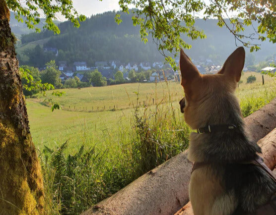 Küchenrückwand - Eigenes Wunsch-Motiv