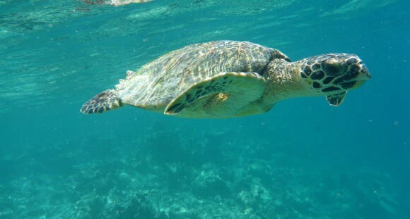 Spritzschutz - Eigenes Wunsch-Motiv