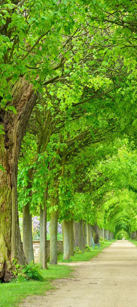 Duschrückwand - Park mit tunnelartiger Lindenallee im Frühling