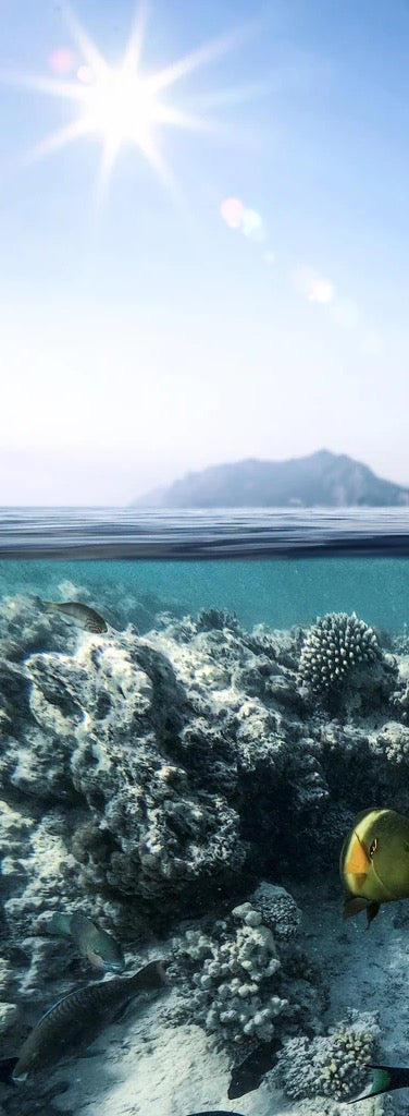 Duschrückwand - Exotische Fische im Korallenriff