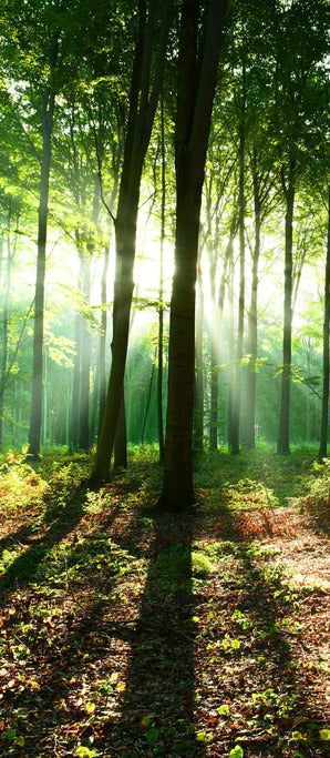 Duschrückwand - Sonnenaufgang im Bayrischem Wald