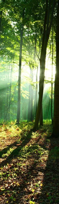 Duschrückwand - Sonnenaufgang im Bayrischem Wald