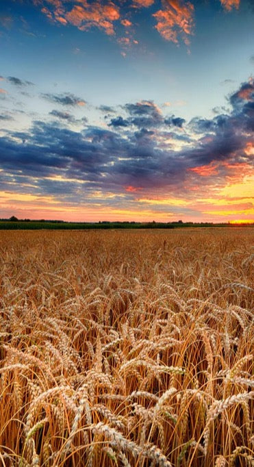 Duschrückwand - Sommer-Sonnenaufgang über Weizenfeldern in der Ukraine