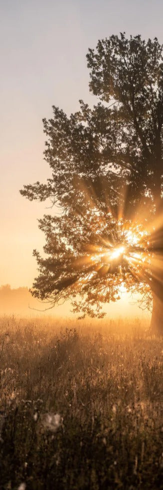 Duschrückwand - Baum an einem frühen Herbstmorgen in Russland