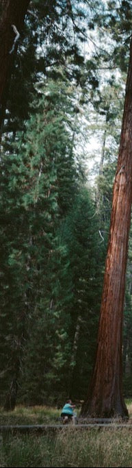 Duschrückwand - Riesenmammutbäume im Sequoia-Nationalpark